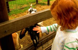 Collingwood Children's Farm - Australia Accommodation
