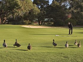 Royal Hobart Golf Club - Australia Accommodation
