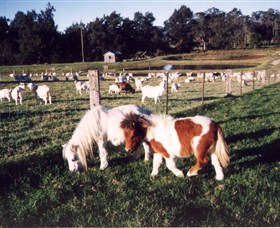 Trudgalong Farm - Australia Accommodation