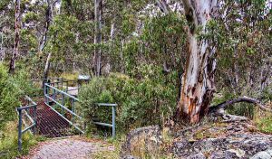 Sawpit Walking Track - Australia Accommodation